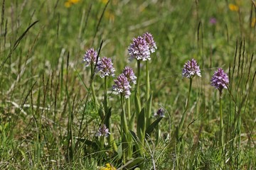 Dreizähniges Knabenkraut (Neotinea tridentata) 
