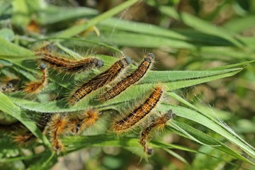 Fototapeta premium Raupen des Wolfsmilch-Ringelspinners oder Wolfsmilchspinners (Malacosoma castrensis)