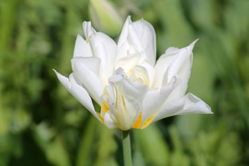 White flower of tulip on blurred green background. Cultivar from Fosteriana Group