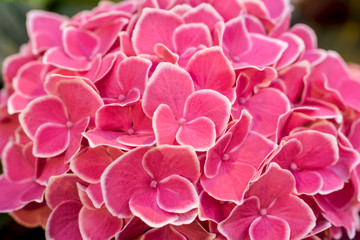 Beautiful flower in greenhouse - hothouse in winter