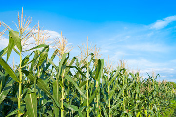 Naklejka premium Corn field in clear day, Corn tree at farm land with blue cloudy Sky