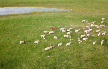 Air view of cattle heard  on the pasture