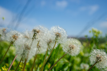 Naklejka premium White dandelions against the blue sky and fields of green grass.
