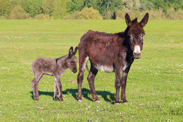 Baby donkey and mother on floral field