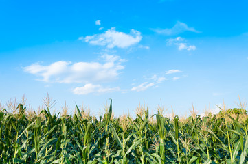 Corn field in clear day, Corn tree at farm land with blue cloudy Sky