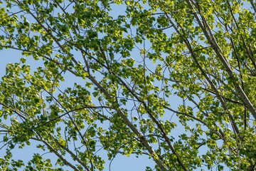 Textur aus grünen Ästen der Pappel mit Himmel im Hintergrund