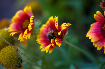 pollination by bees colorful flowers Gaillardia in the garden