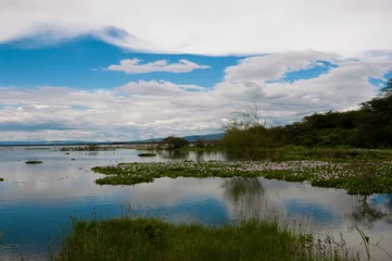 Foto op Canvas Lake Naivasha Kenya © ryan