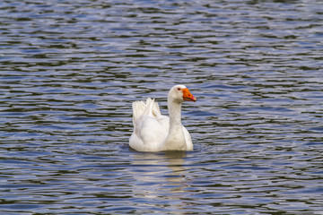 Domestic goose (Anser anser domestica)