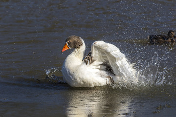 Domestic goose (Anser anser domestica)