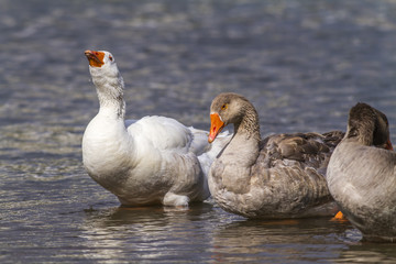 Domestic goose (Anser anser domestica)