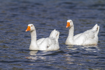 Domestic goose (Anser anser domestica)