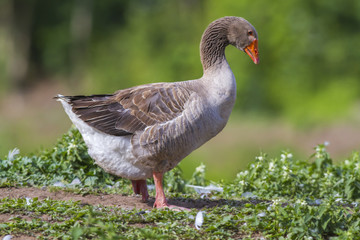 Domestic goose (Anser anser domestica)