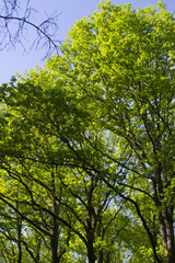 forest