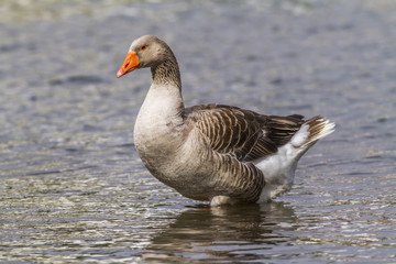 Domestic goose (Anser anser domestica)