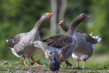 Domestic goose (Anser anser domestica)