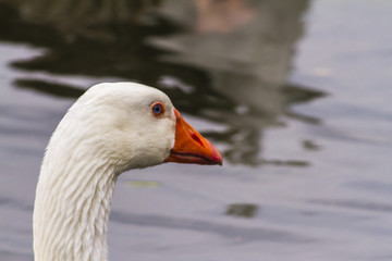 Domestic goose (Anser anser domestica)