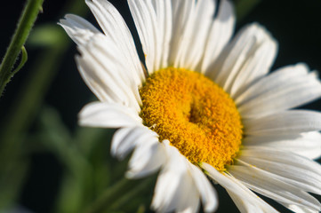 Fototapeta premium Blooming camomile, selective focus
