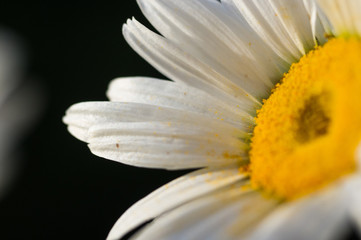 Fototapeta premium Blooming camomile, selective focus