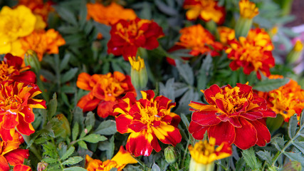flowers, garden, nature, spring 