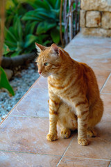 Cyprus ginger cat.