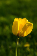 Obraz premium colorful tulips in early spring in the garden