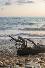 driftwood, washed up by the sea on a pebble beach, waves with foam