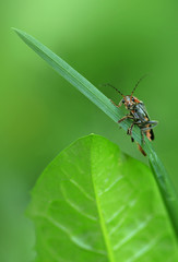 cute bug sitting on grass
