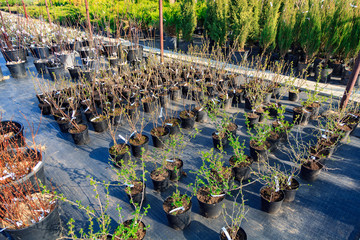 Farm of various seedlings on sell