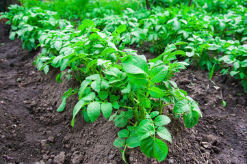 Potato plants field