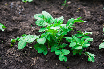 Potato plants field