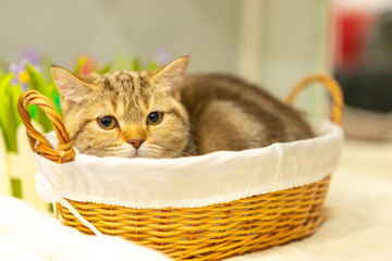 Fototapeta na wymiar The cat is sitting in the basket. The cat lies in a wicker basket. Pets.
