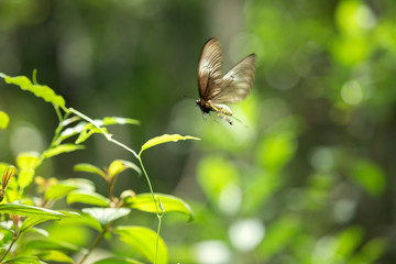 Summer bright blur background with flying butterfly