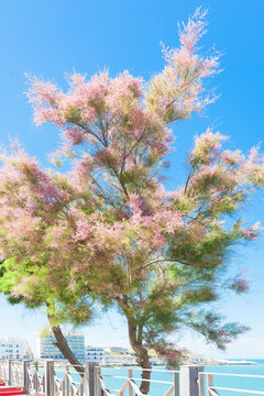 Vieste, Apulia - A purple and green tree at the promenade of Vieste