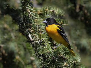 Baltimore Oriole Perched on Pine Tree