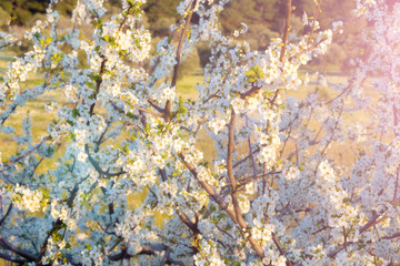 Cherry tree blossoms under sun rays