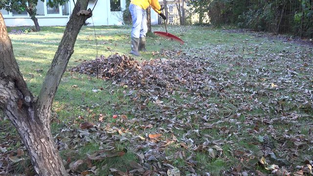 man rake yard covered in dry leaves in cold autumn day. 4K