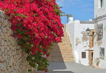 Beautiful pink bougainvillea in Ibiza