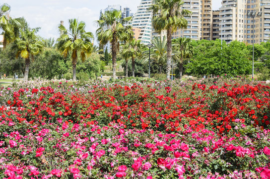 Rosaleda del jard&iacute;n del r&iacute;o Turia, Valencia, Espa&ntilde;a