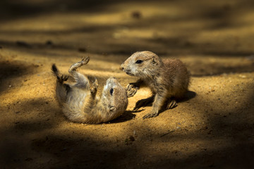 Cynomys ludovicianus