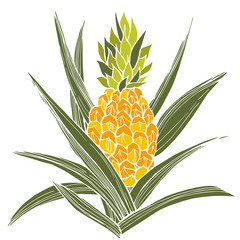 Hand drawn pineapple plant. Vector sketch illustration