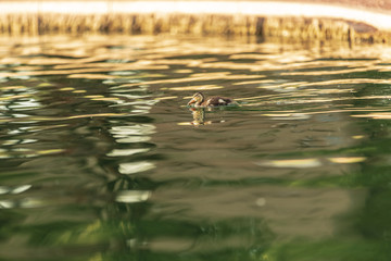 baby duckling in pond