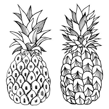 Hand drawn pineapple. Vector sketch illustration