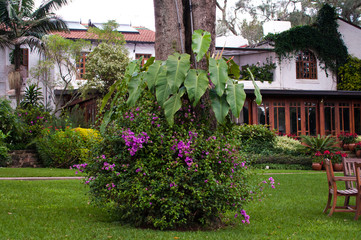 Fototapeta na wymiar Tropical garden Kenya