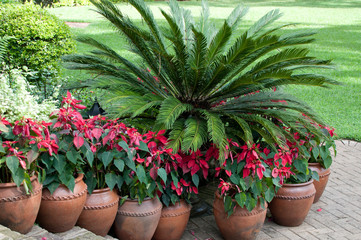 Tropical garden Kenya