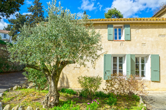 Southern France house with olive tree in front