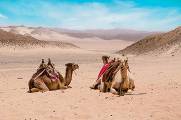 Fototapeta premium Camel in arabic desert in the summer heat