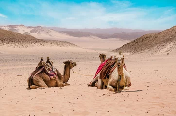 Deurstickers Kameel Kameel in Arabische woestijn in de zomerhitte