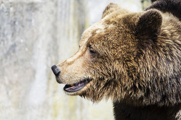 Obraz premium Brown bear on the background of gray rocks.
