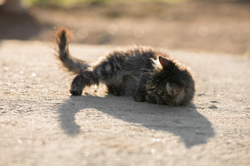 Obraz premium Lazy kitten in the sun